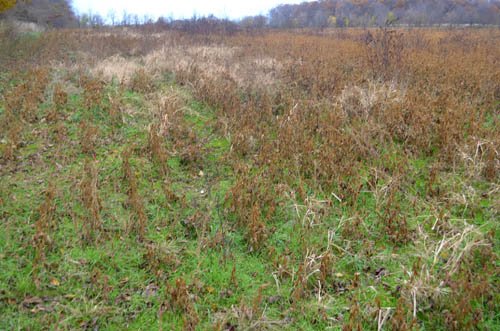 Property photo 28 - 80 Acres & Home - Property Offered in 4 Tracts from 2.3 to 30.0 Acres